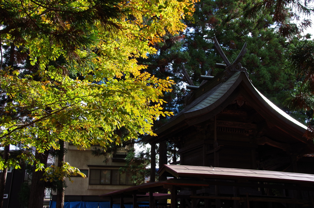 花散歩‐神社