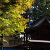 花散歩‐神社