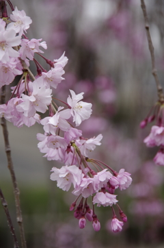 春を待つ心‐枝垂桜