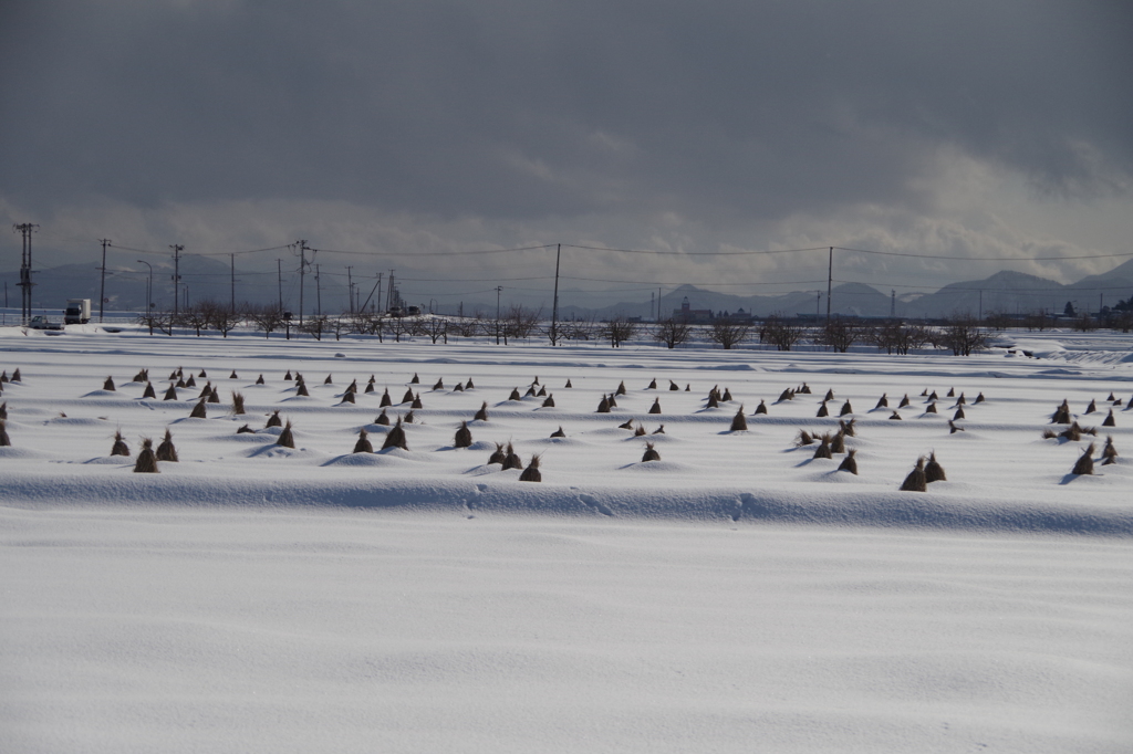 雪の田の稲藁-1