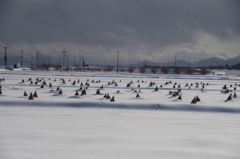 雪の田の稲藁-1