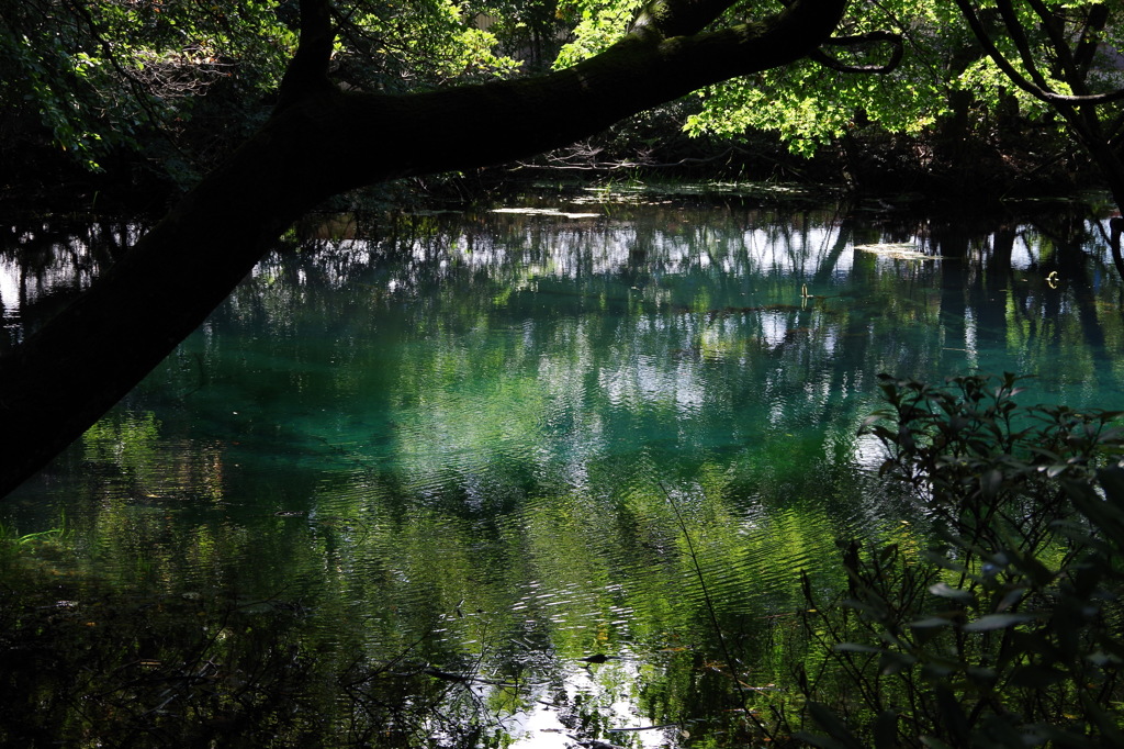 青と緑の丸池様-2