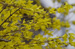 春の黄色‐レンギョウ2