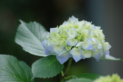 花散歩‐紫陽花4