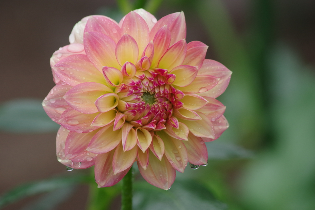 秋田のダリア-18・515