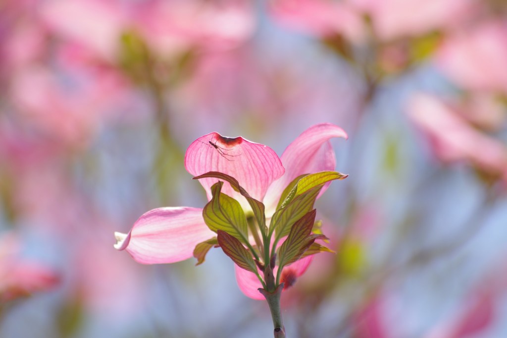 花水木-1