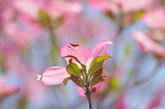 花水木-1