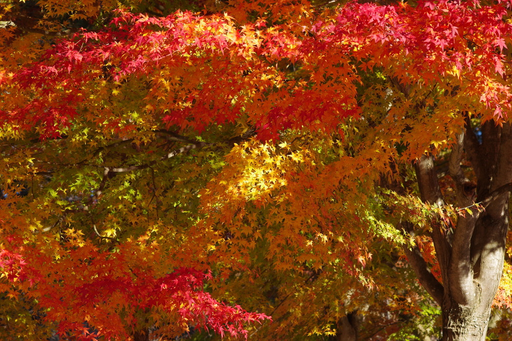 紅く燃え-いろはもみじ1