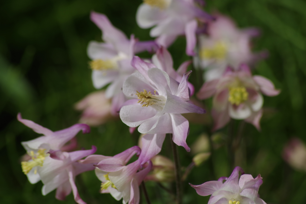 五月の風-ピンクのオダマキ