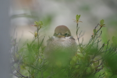 モズの幼鳥-2