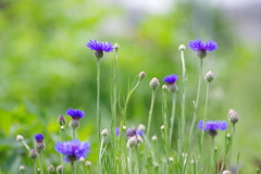 小さな花壇-矢車菊