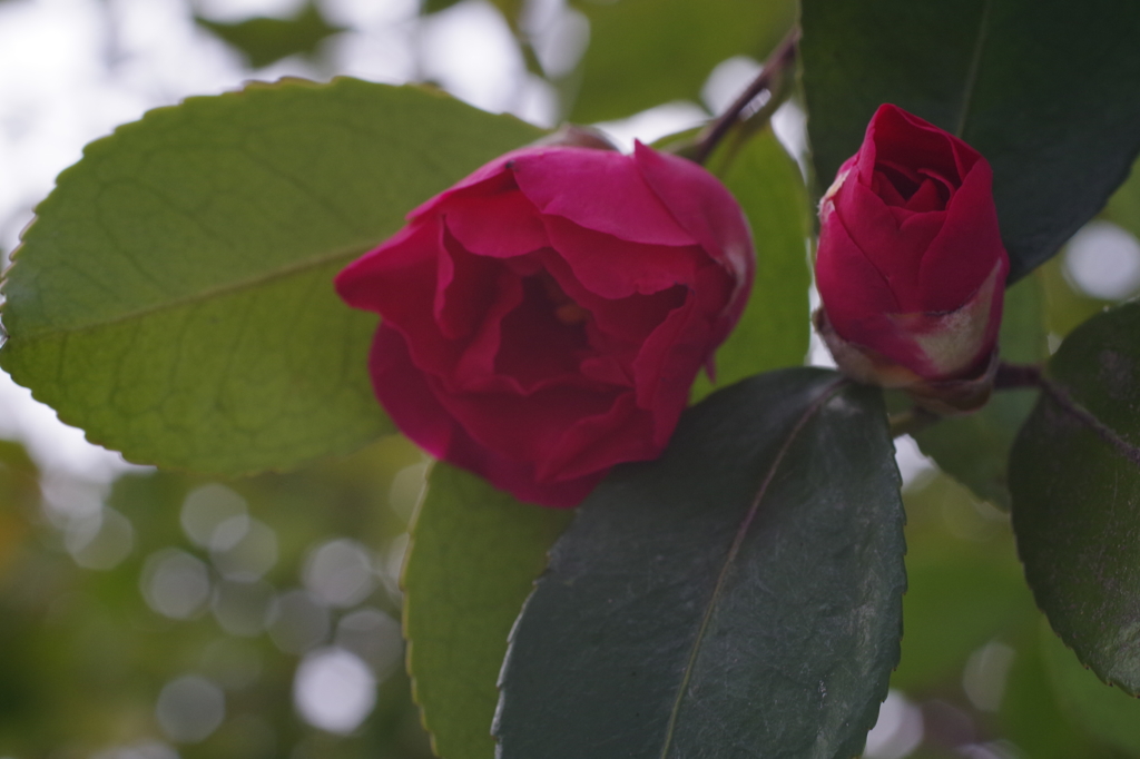 赤い山茶花-14