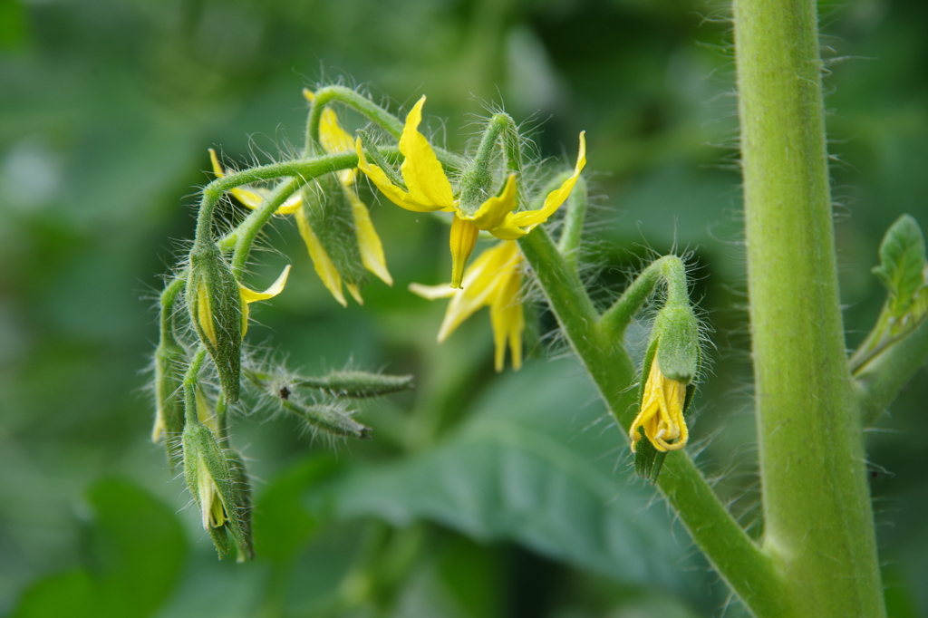 黄花の野菜-トマト
