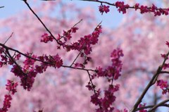 紅梅と枝垂れ桜の咲き競い-2