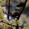 雨の蠟梅・実と花