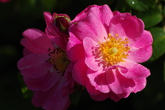 秋のバラ園-マジック メイディランド