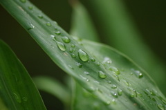 残り雨