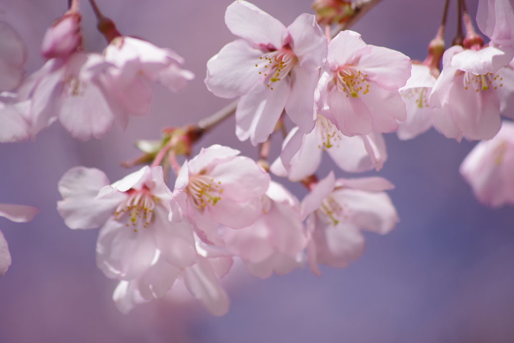 高遠小彼岸桜は満開色