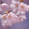 高遠小彼岸桜は満開色