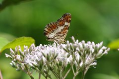 ヒヨドリバナとサカハチチョウ