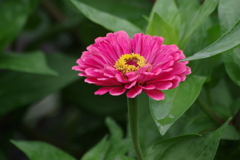 雨の日の花散歩-百日草