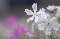 雨に濡れて・日本桜草4