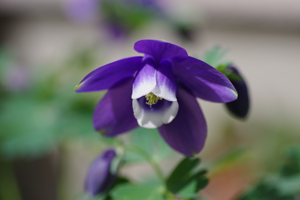 庭の花達‐深山苧環