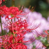 花散歩-赤い花なら曼殊沙華3