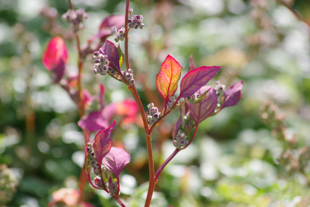 花散歩‐アカザの紅葉