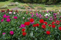 ダリアのお出迎え