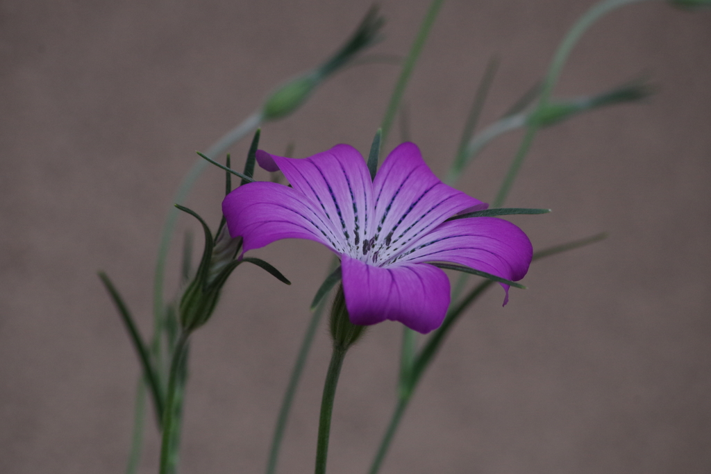 花散歩‐ムギナデシコ