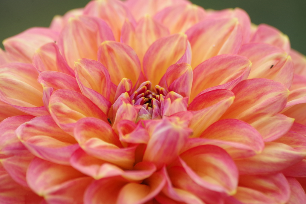 秋田のダリア-2017新作30