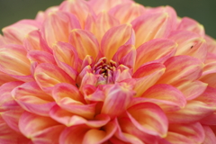 秋田のダリア-2017新作30