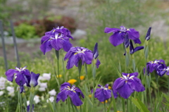 2018.6.14の花散歩‐花菖蒲