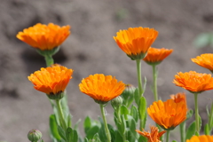 花散歩-キンセンカ