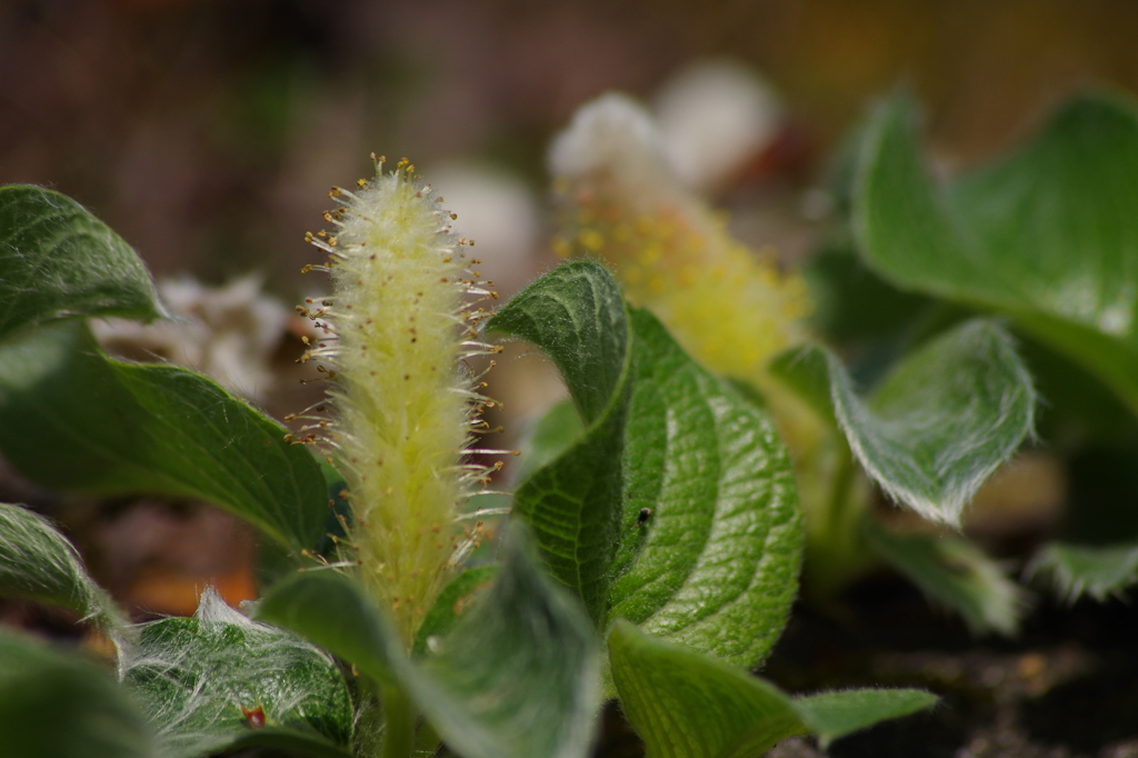 柳という名前です