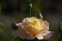 9/9 エンチャンテッド イブニング