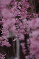 光禅寺の枝垂れ桜-5