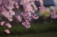 霞城の枝垂れ桜-6