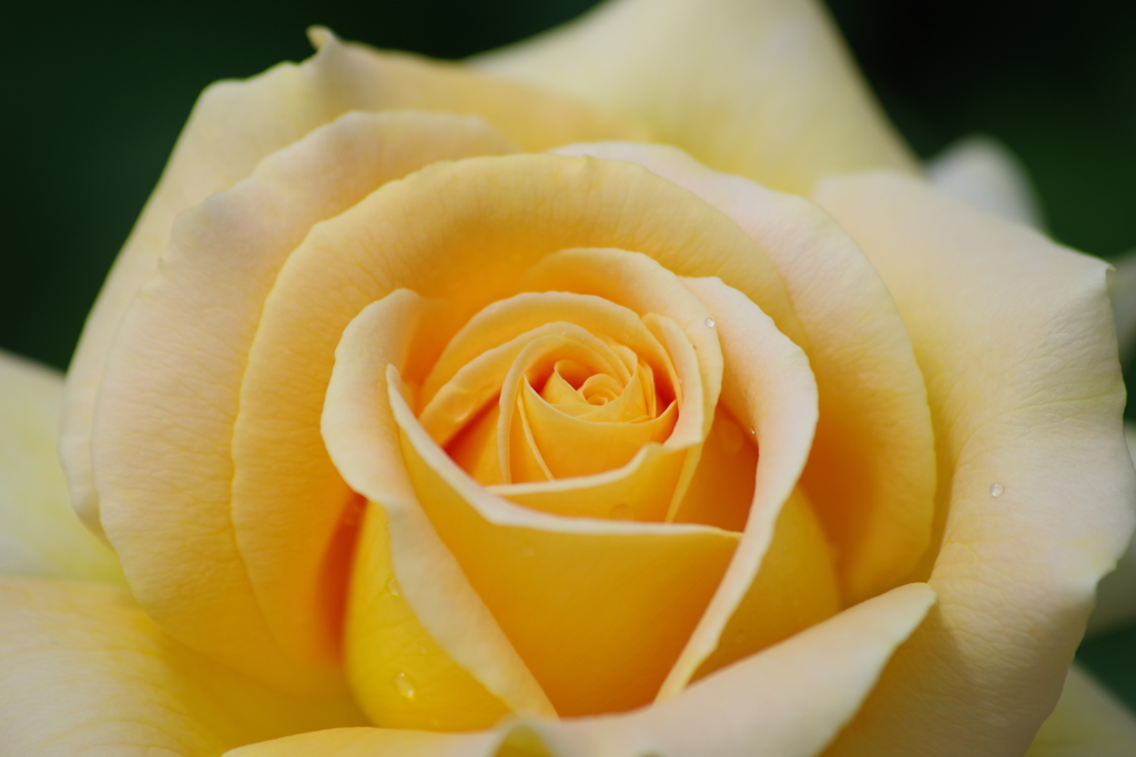 それでも薔薇は咲く-ハニーブーケ