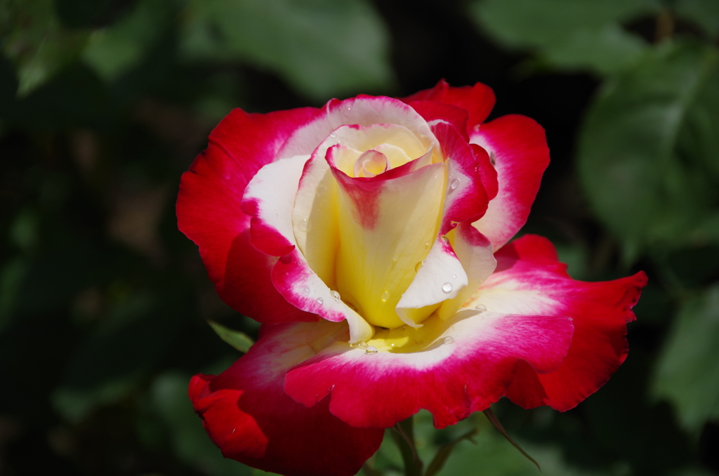それでも薔薇は咲く-3