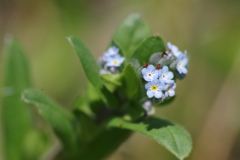 鳥海山麓の花たち-ノハラワスレナグサ