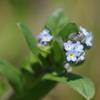 鳥海山麓の花たち-ノハラワスレナグサ