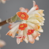 花散歩-赤花のミツマタ
