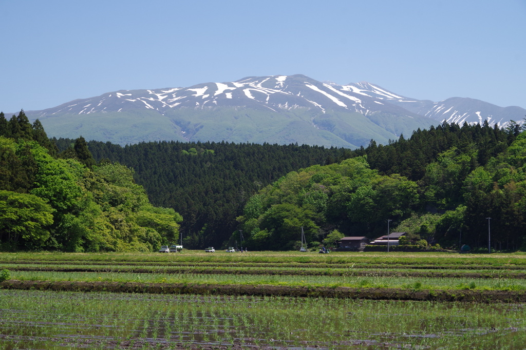 鳥海山に抱かれた田圃