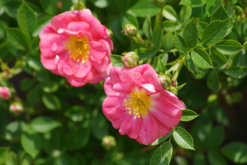 それでも薔薇は咲く‐花見川