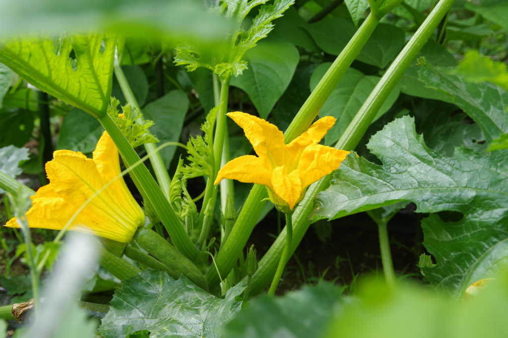 黄花の野菜-ズッキーニ