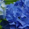 野草園-紫陽花のブルー