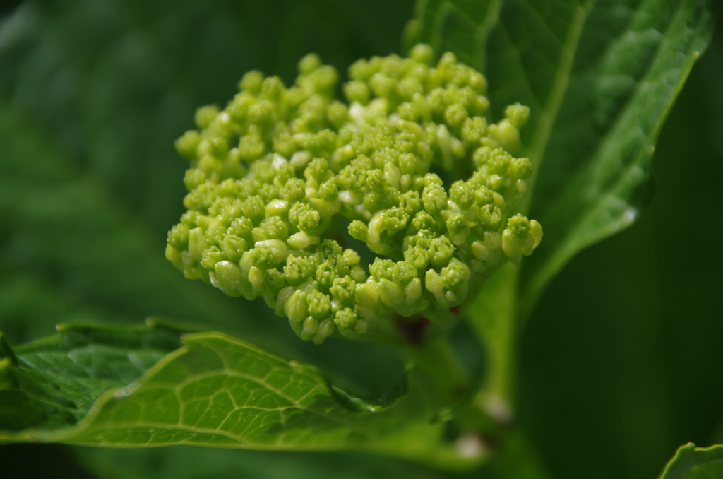 家の周りで‐紫陽花・万華鏡の蕾