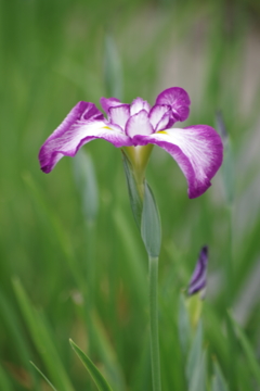 花菖蒲‐小桜姫